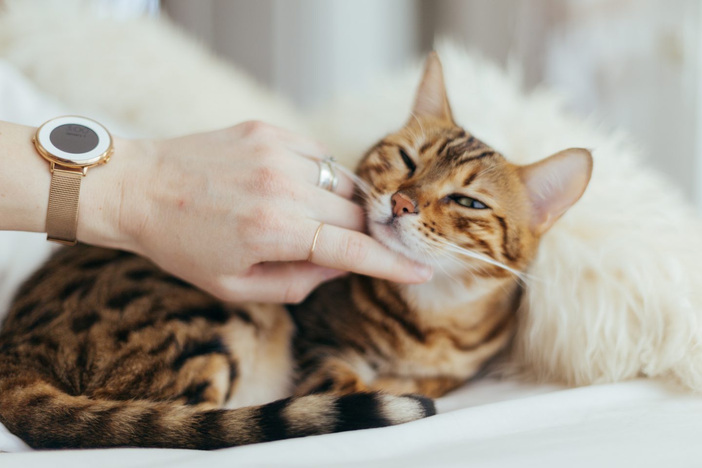Cat lovers rejoice: watching online videos lowers stress and makes you happy