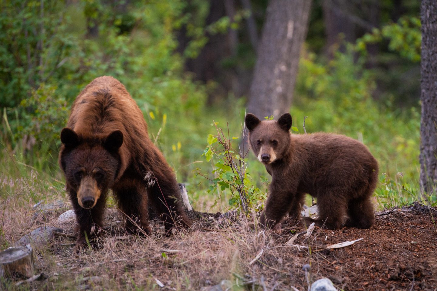 How to live with bears
