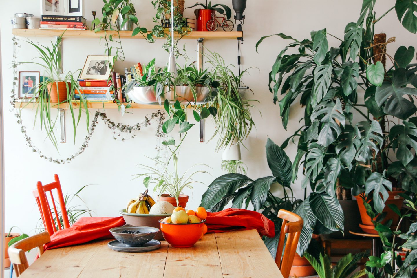 Why apartment dwellers need indoor plants