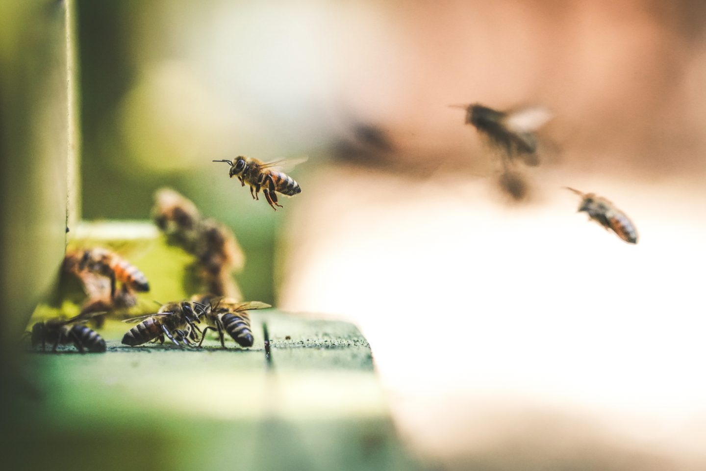 The long quest for the right pollen: how to really help bees