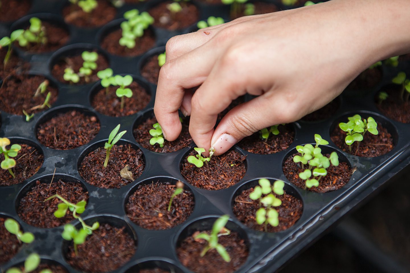 Organic agriculture is going mainstream, but not the way you think it is