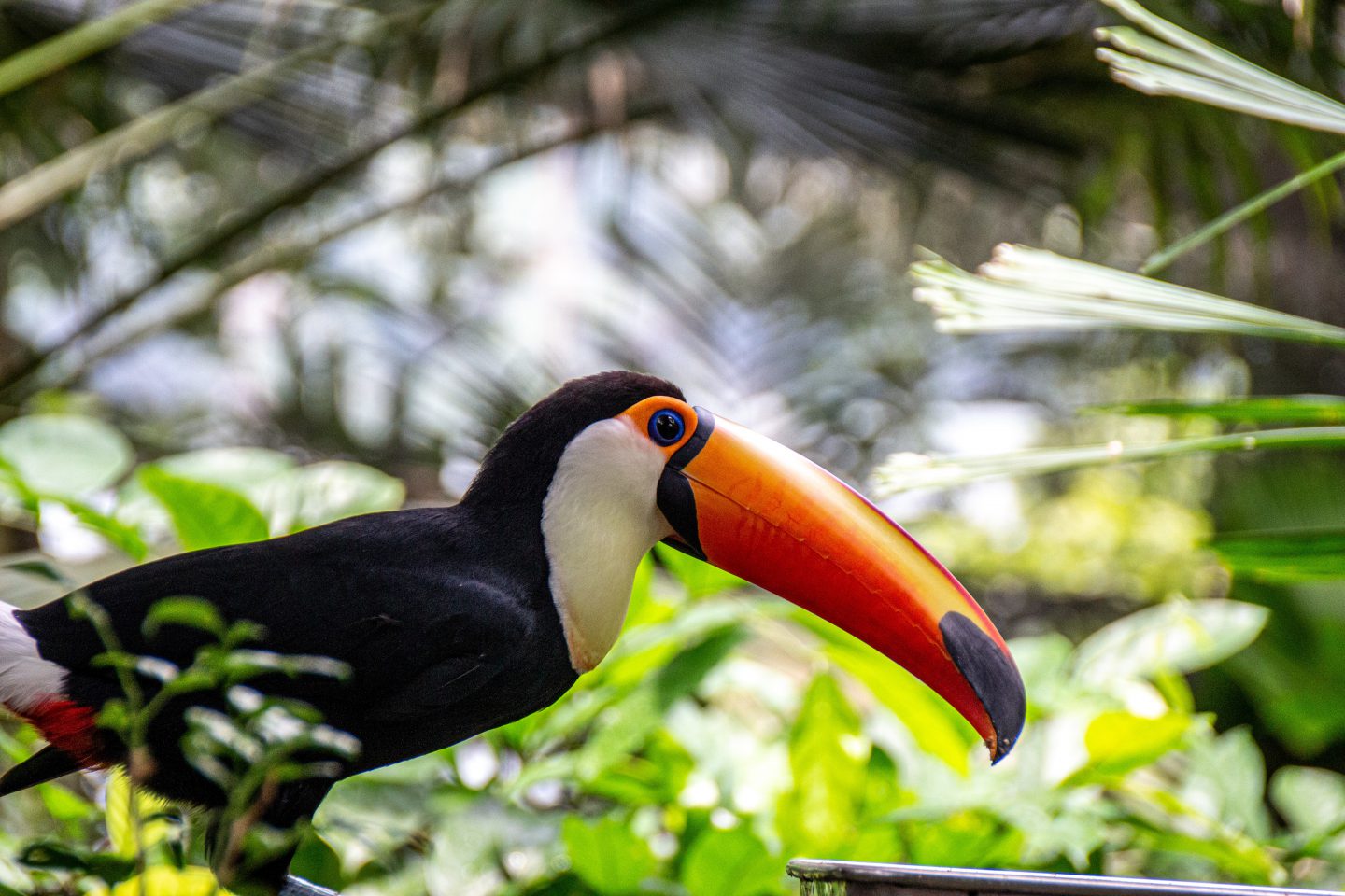 First country in the world: Norway boycotts rainforest products