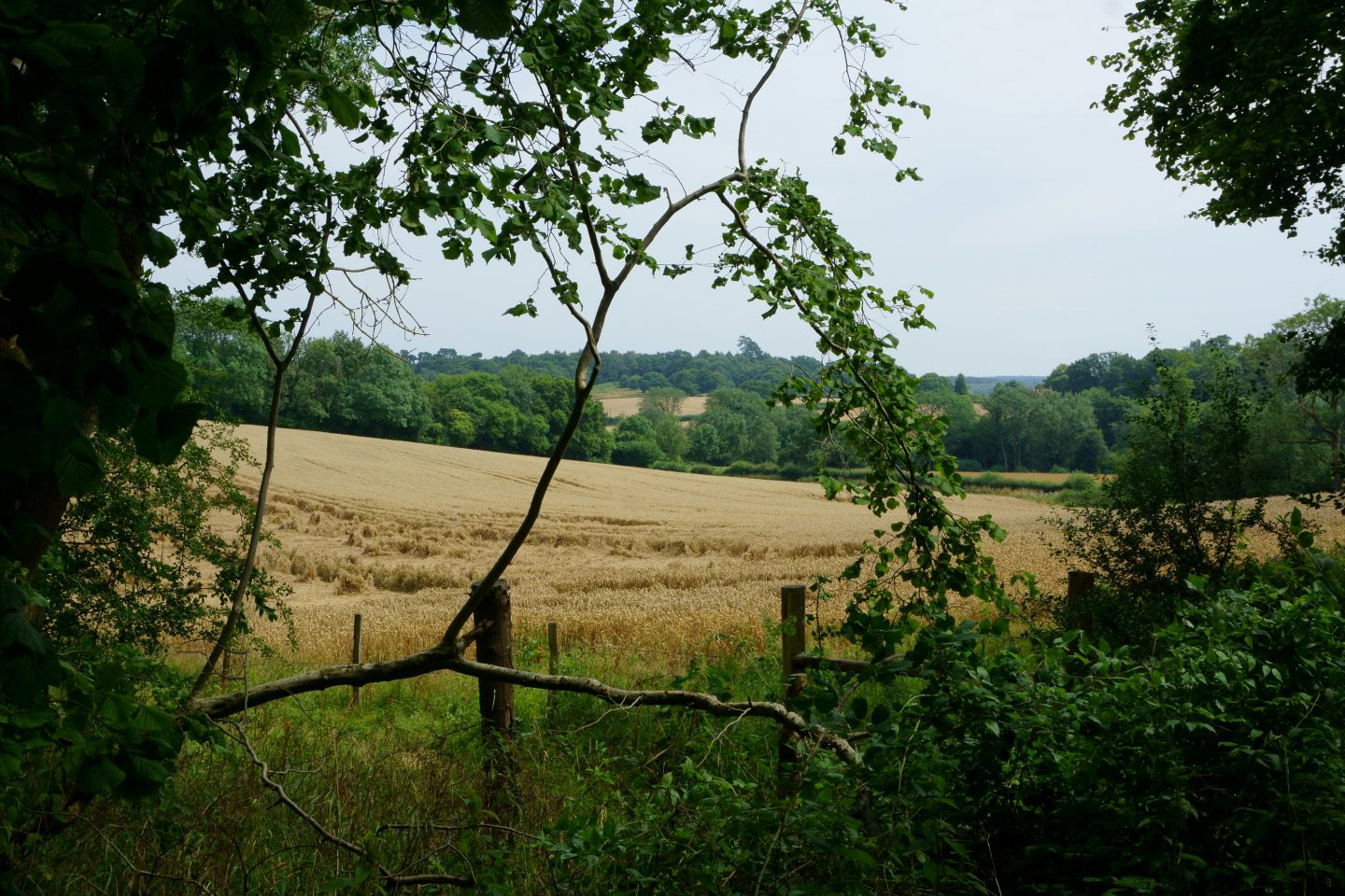 How to make the green belt productive – but still green